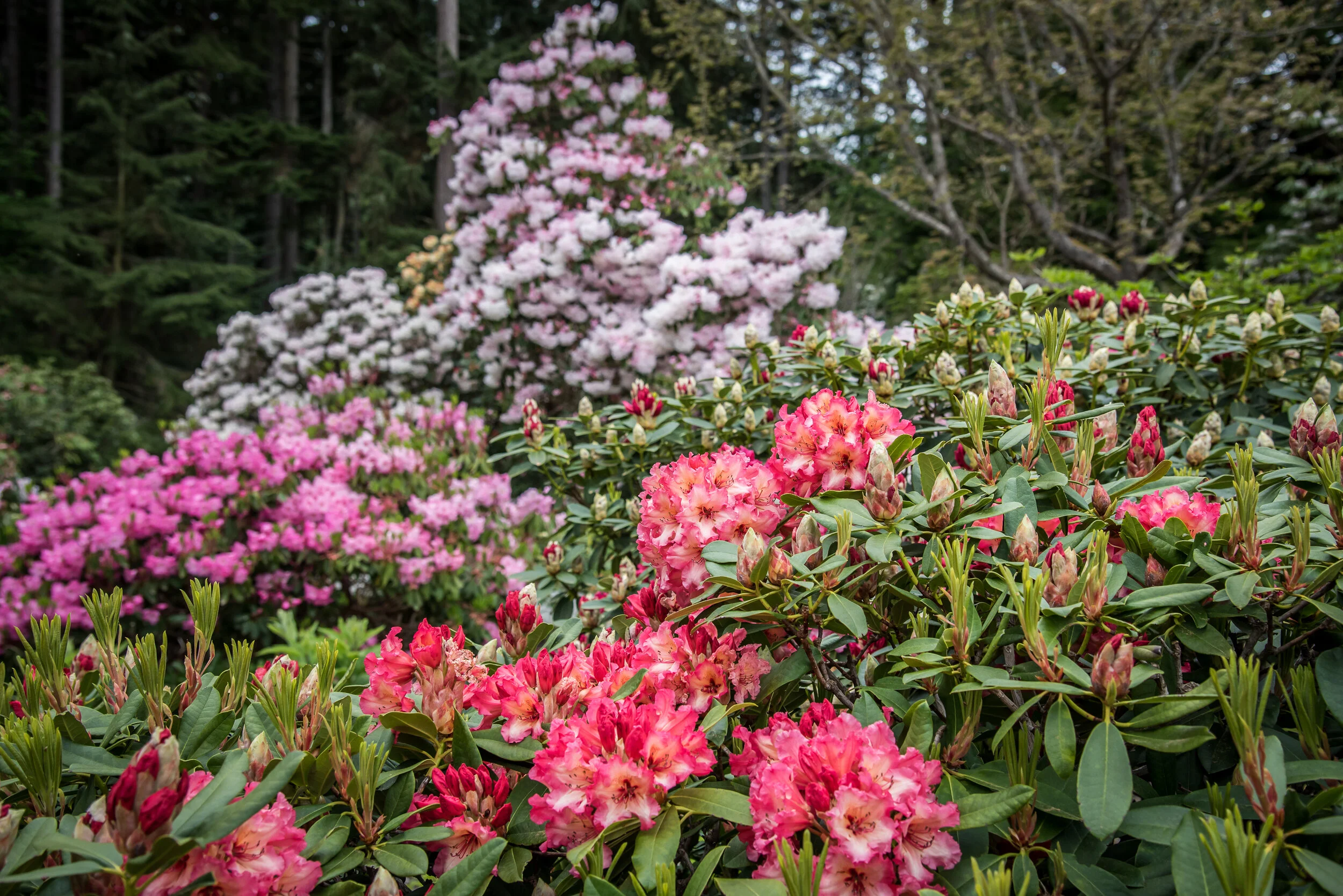 Features of the Garden — Meerkerk Gardens